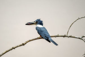 RInged Kingfisher