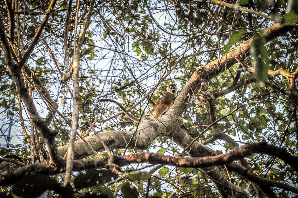 Squirrel Monkey, Amazon