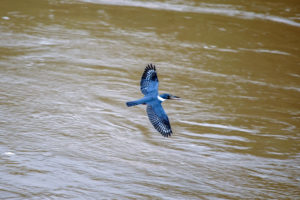 RInged Kingfisher