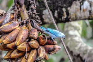 Blue-grey Tanager