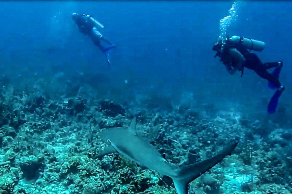 Scuba diving, Providencia