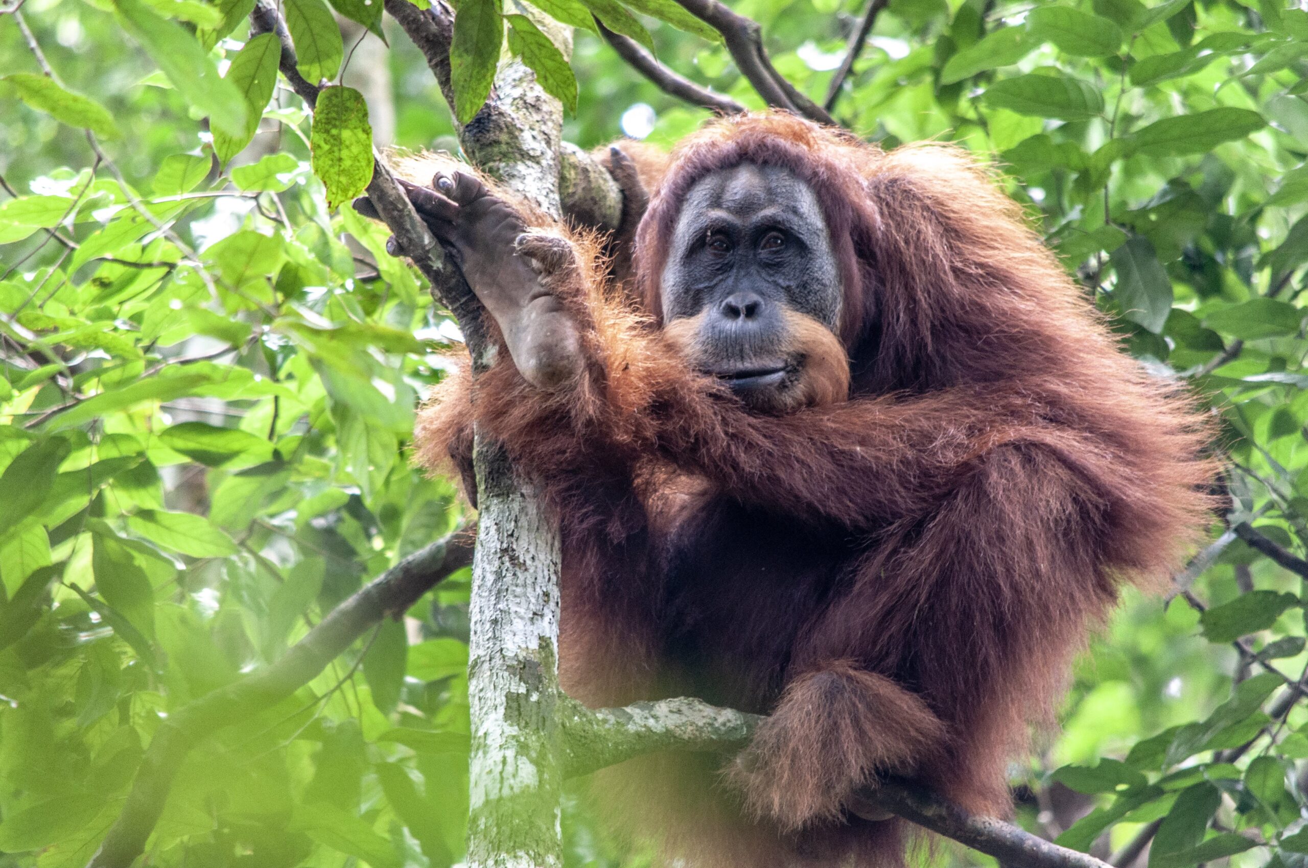 Orangutan trekking