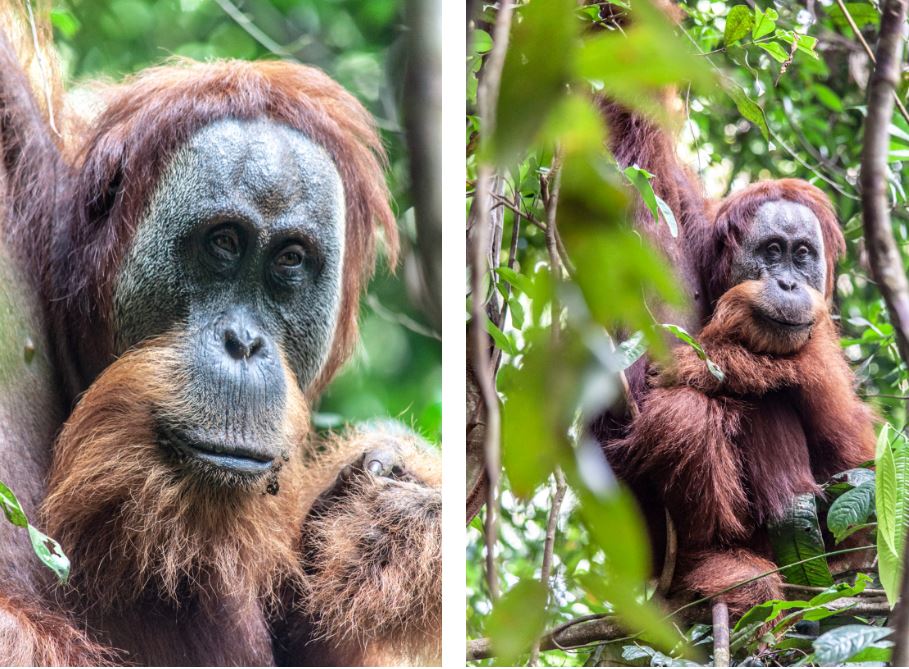 Orangutan trekking