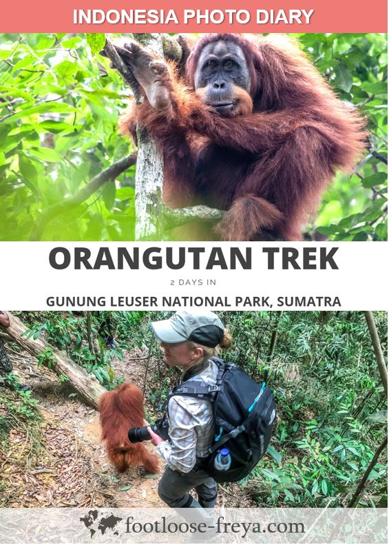 Indonesia orangutan trekking #travel #indonesia #footloosefreyablog
