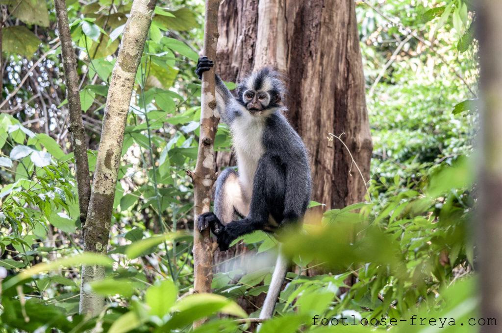 Trekking, Sumatra