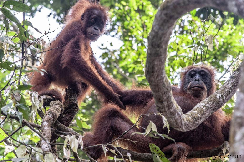 Orangutan trekking