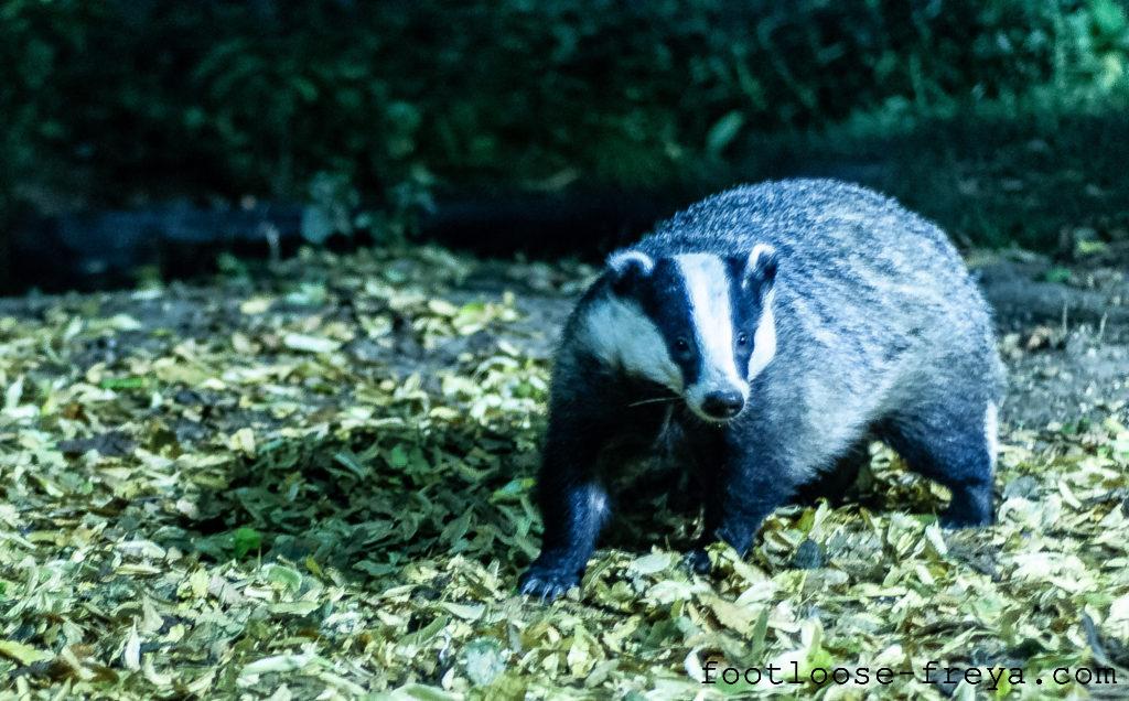 Tewin Orchard Badger Hide UK