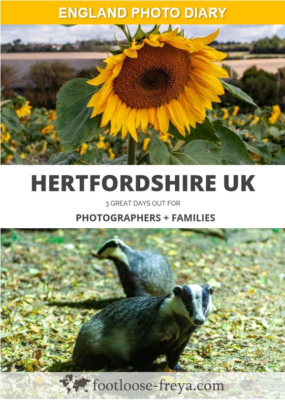 Hertfordshire Days Out #travel #UK #wildlife #woodland #farm #footloosefreyablog