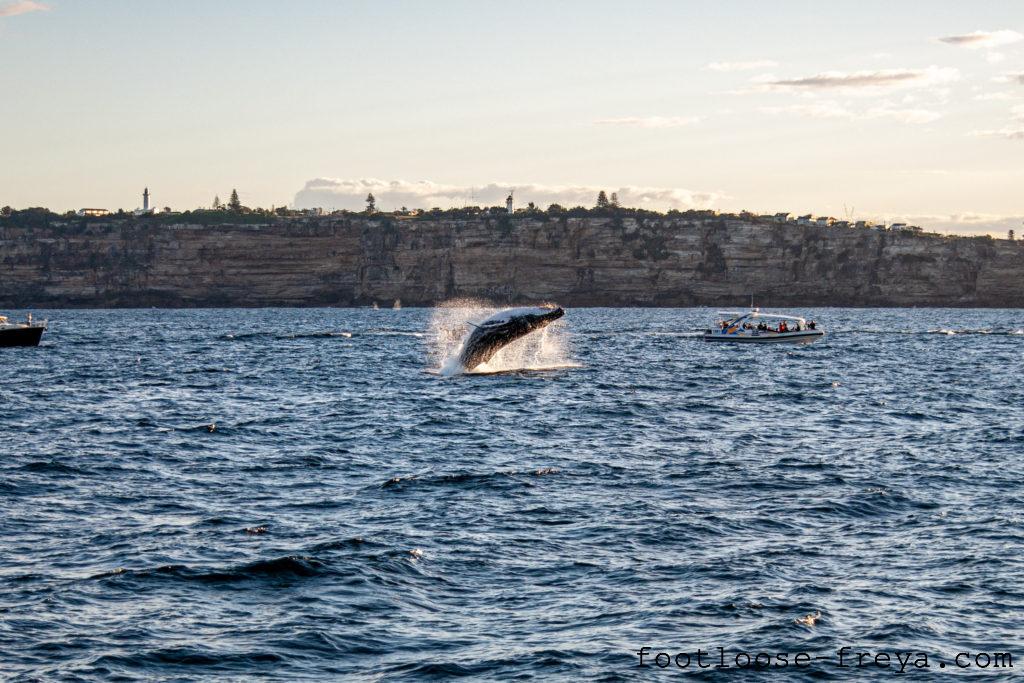 Living in Sydney, whale watching