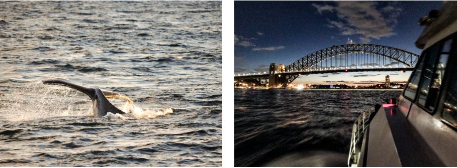 Living in Sydney, whale watching