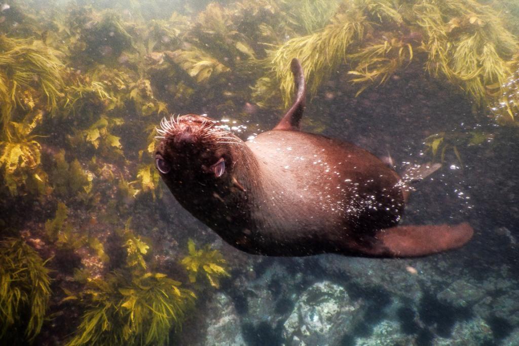 Seal, Montague Island, south coast of New South Wales, Australia