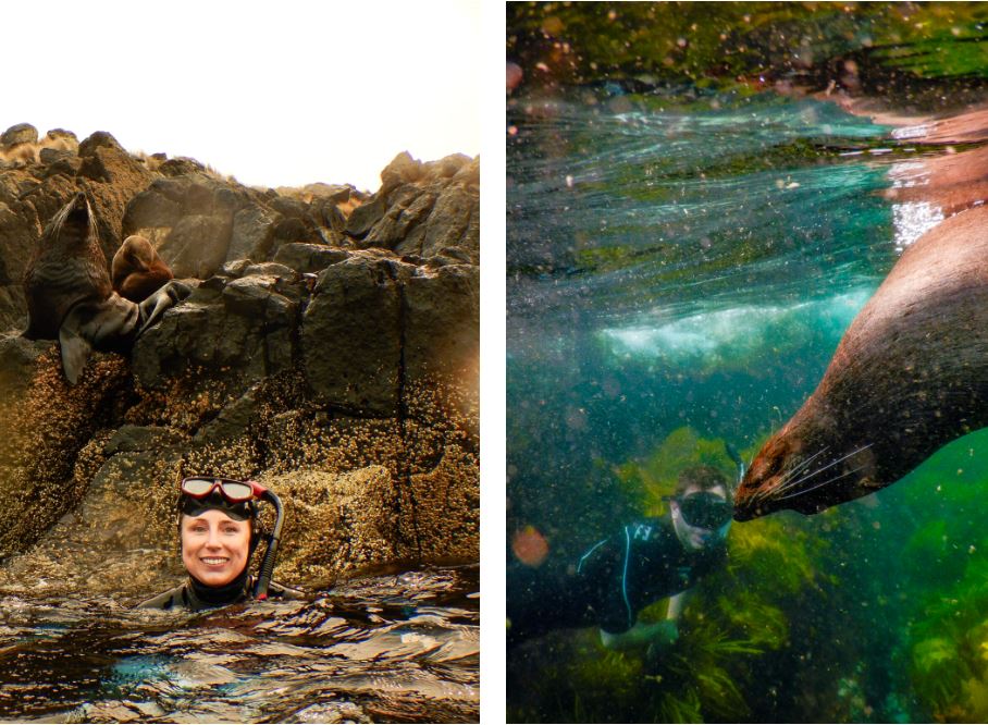 Seals, Montague Island, NSW Australia