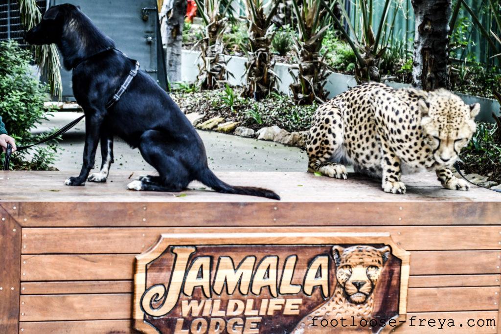 Jamala WIldlife Lodge