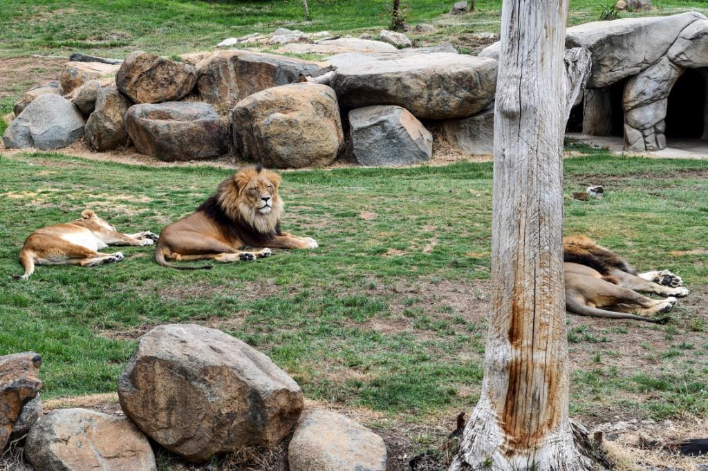 National Zoo & Aquarium, Canberra