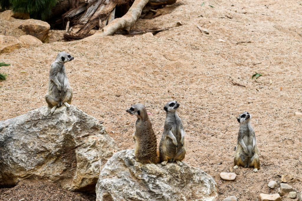 National Zoo & Aquarium, Canberra