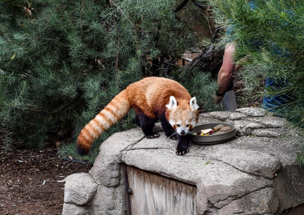 National Zoo & Aquarium, Canberra