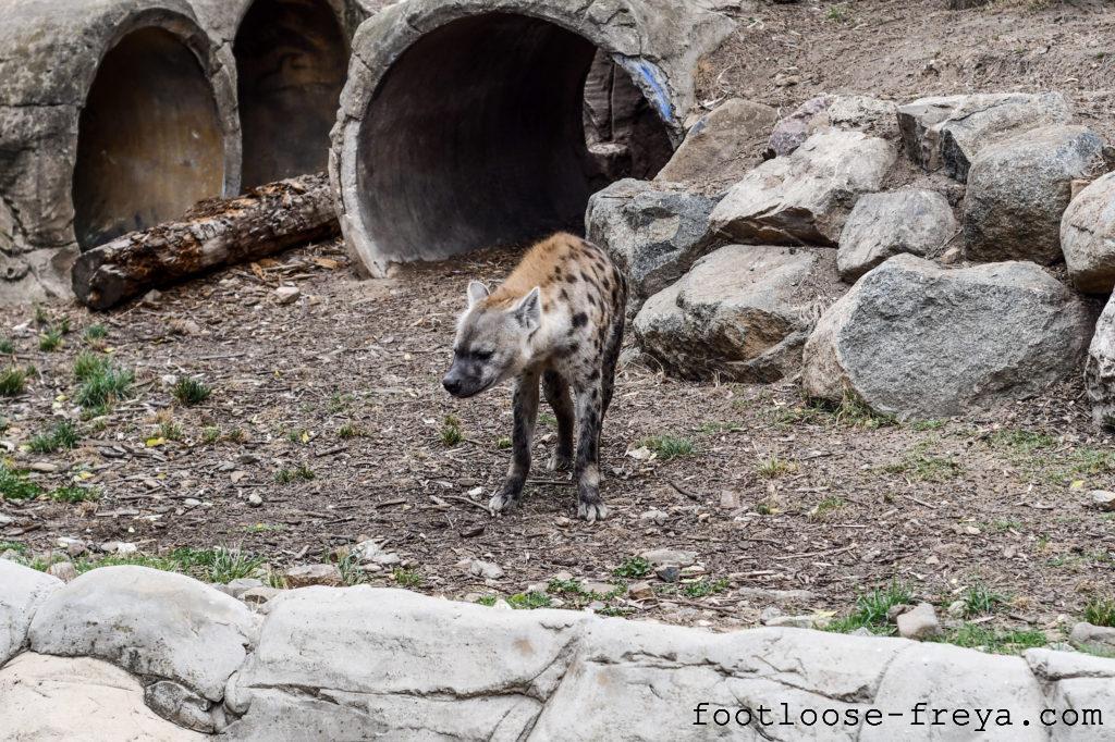 National Zoo & Aquarium, Canberra