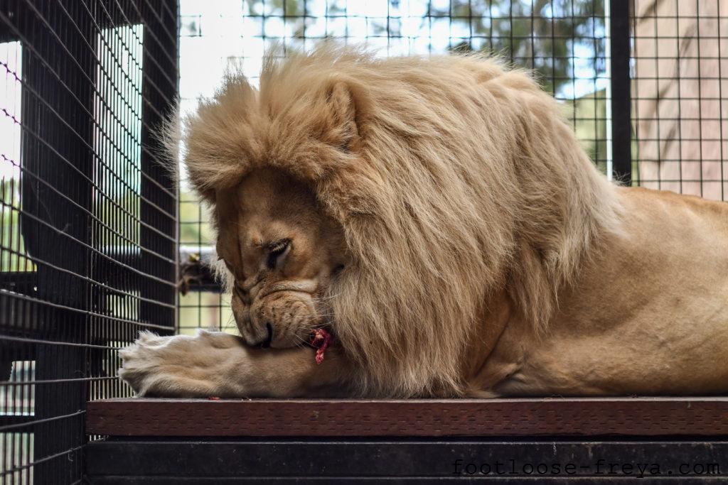 National Zoo & Aquarium, Canberra