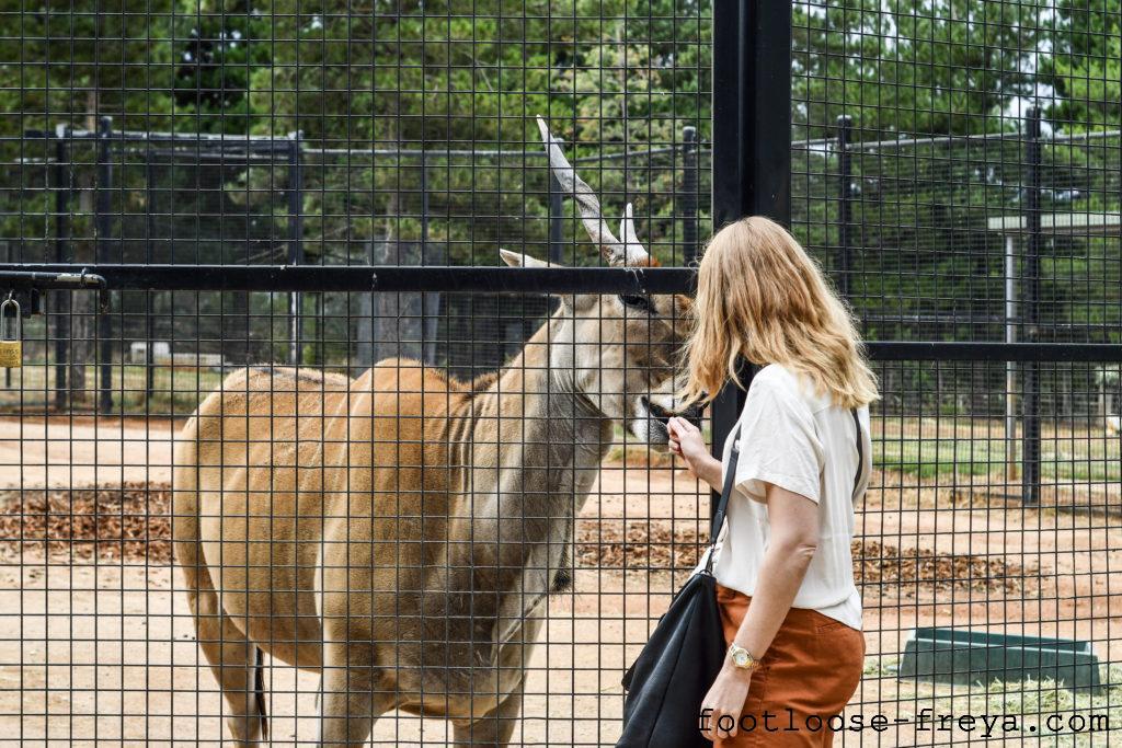 National Zoo & Aquarium, Canberra