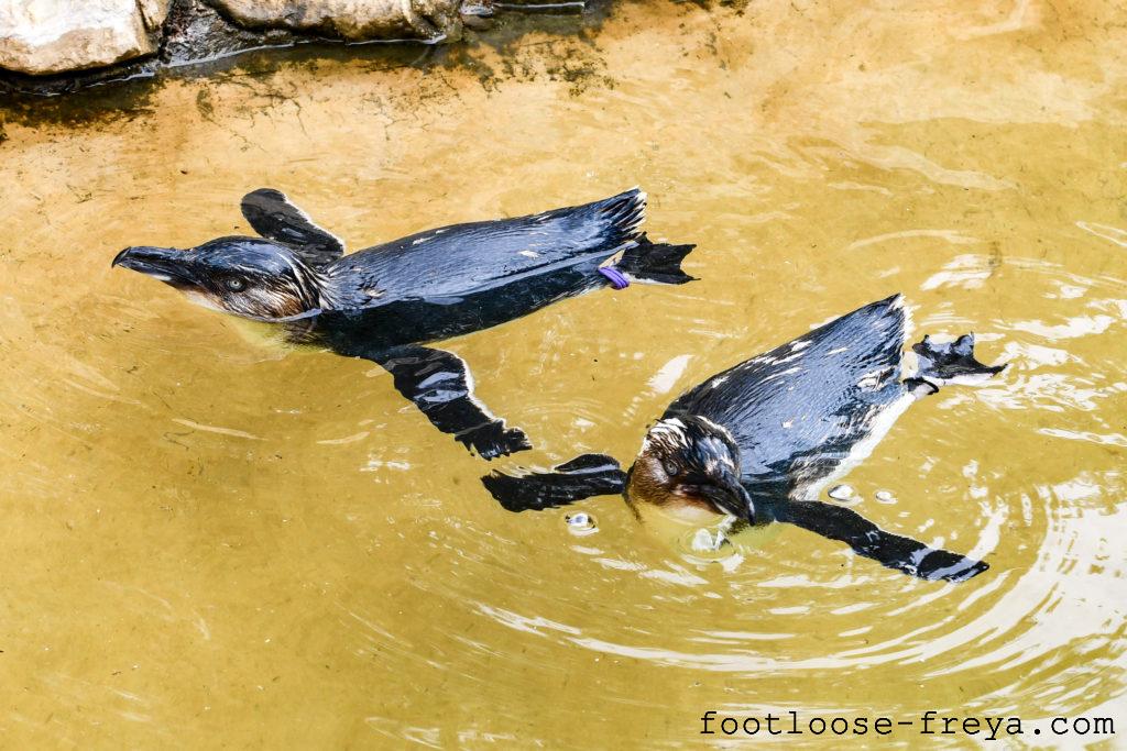 National Zoo & Aquarium, Canberra