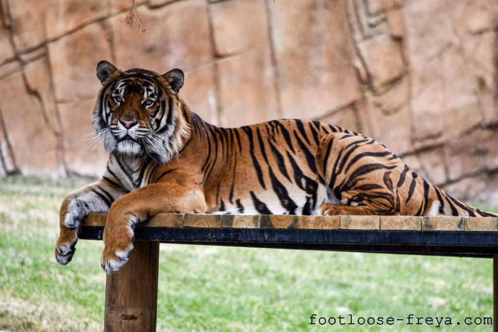 National Zoo & Aquarium, Canberra