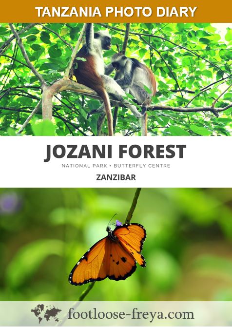 Jozani Forest #travel #zanzibar #tanzania #africa #footloosefreyablog