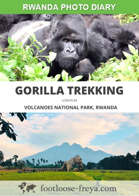 Gorilla trekking #travel #rwanda #africa #footloosefreyablog