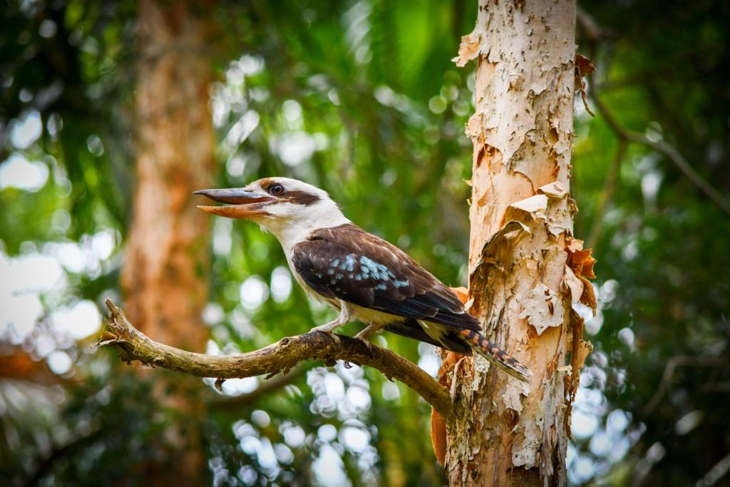 Kookaburra, Old Bar