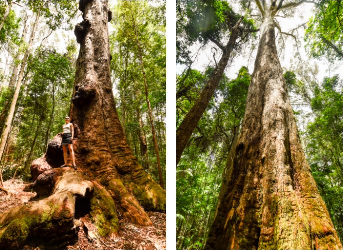 Middle Brother National Park, Mid North Coast of New South Wales