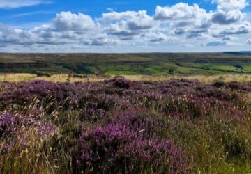 Yorkshire's Moors and Dales