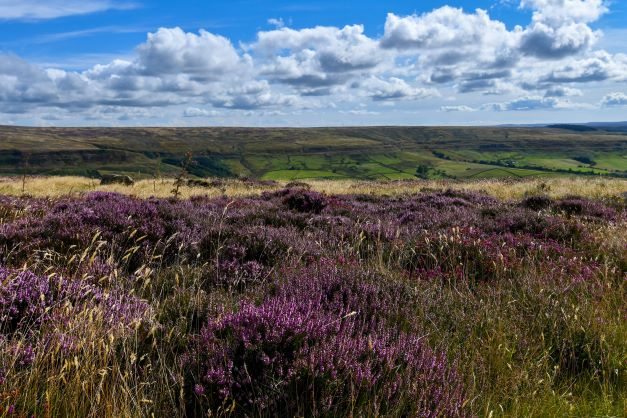 Yorkshire's Moors and Dales
