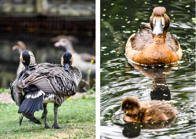 Nene + tufted duck, WWT London Wetland Centre