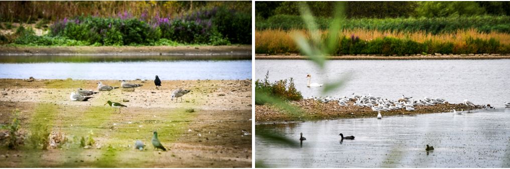 WWT London Wetland Centre