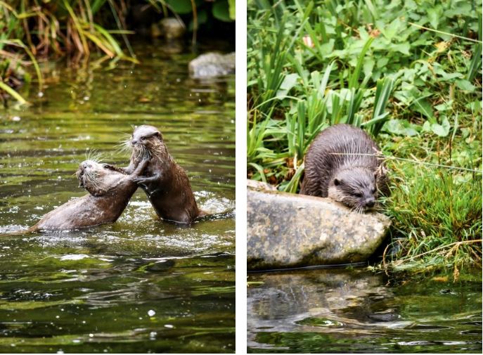 Tod + Honey, WWT London Wetland Centre