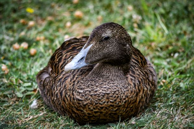 Common eider, WWT London Wetland Centre