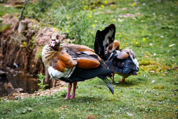 Egyptian geese, WWT London Wetland Centre