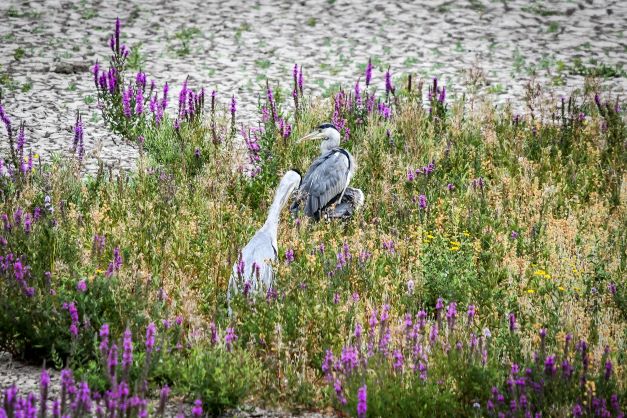 Grey herons, WWT London Wetland Centre