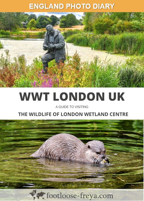 WWT London Wetland Centre #travel #UK #London #wildlife #WWT #footloosefreyablog