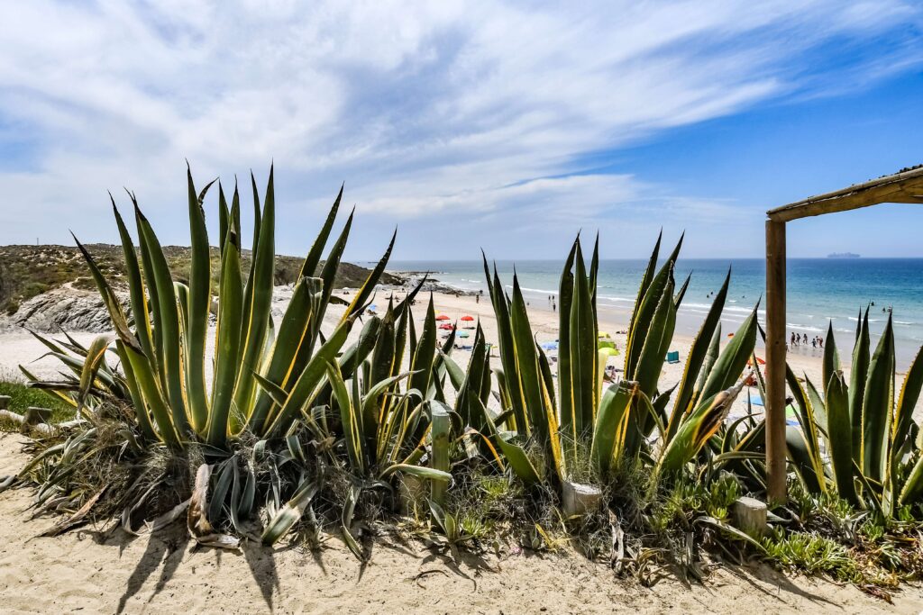 Magic Cactus, Praia Da Vieirinha, Portugal