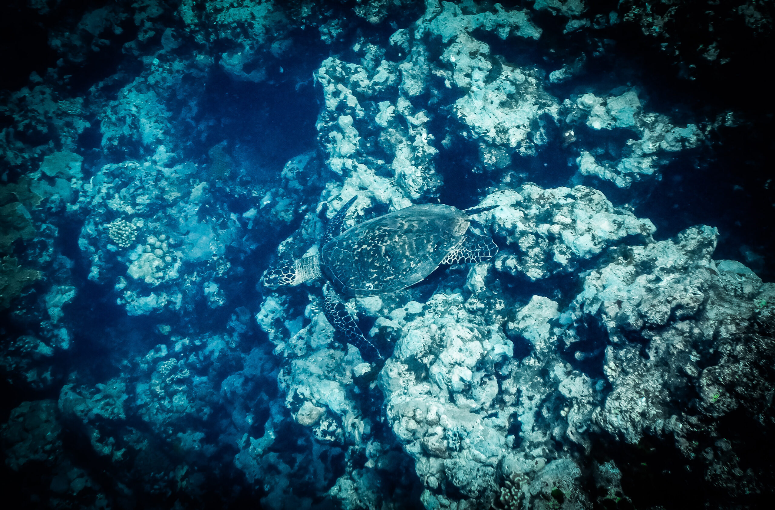 Hawksbill Turtle, Fiji
