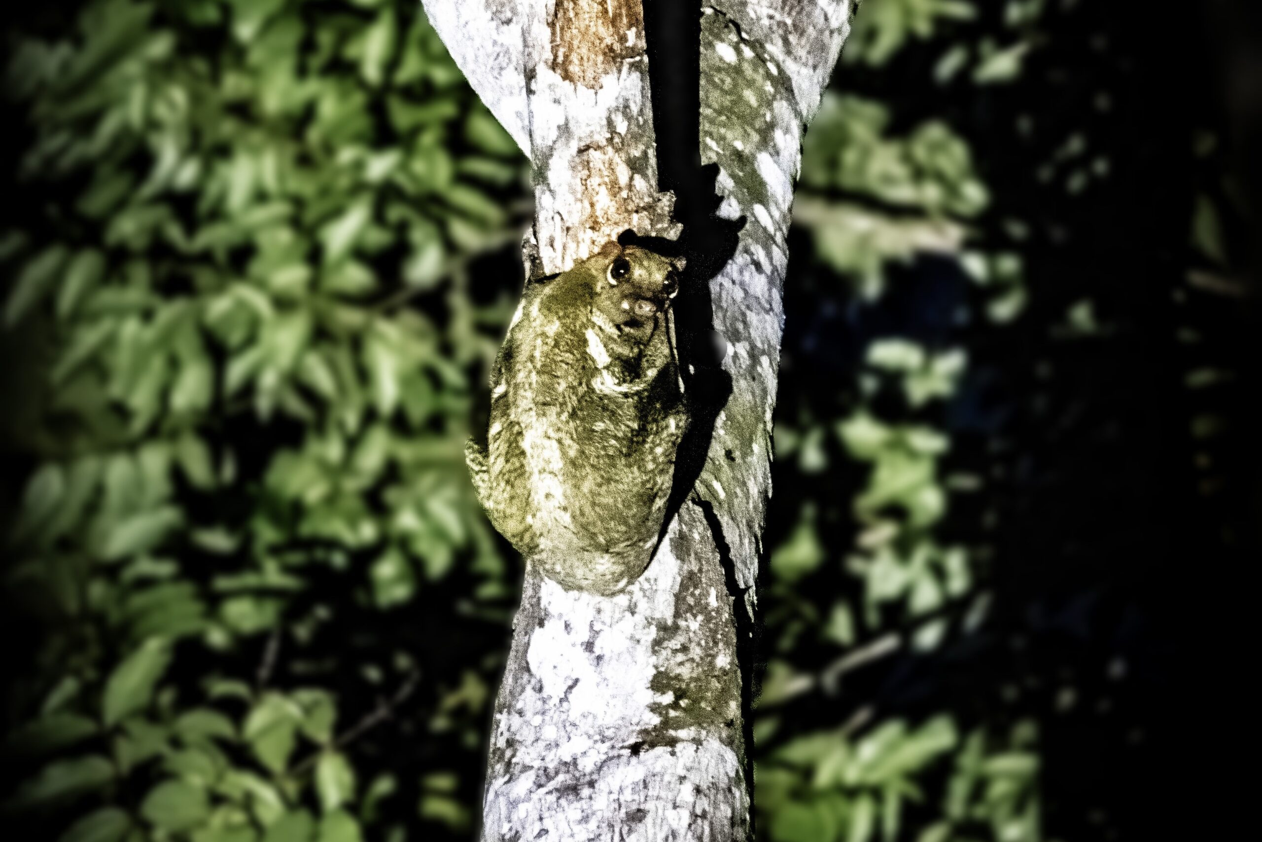 Colugo, Rainforest Discovery Centre Sepilok