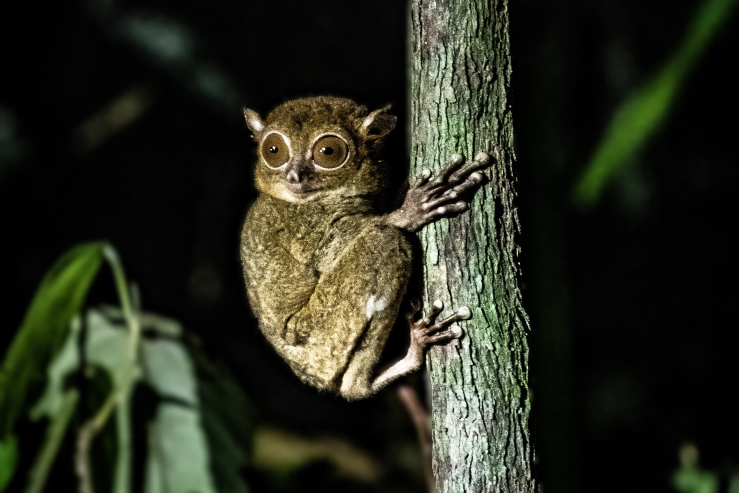 Western Tarsier, RDC Sepilok