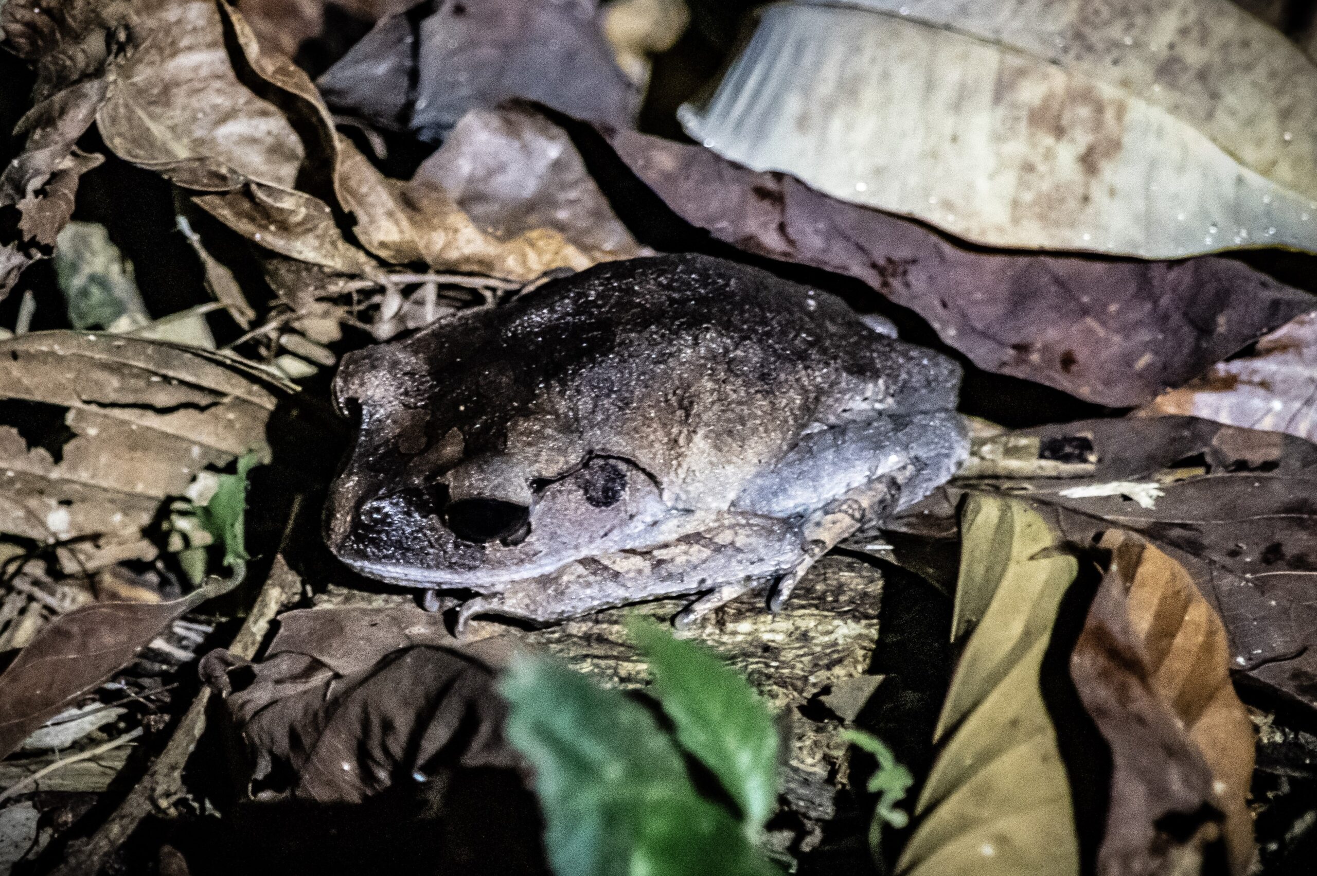 Lowland Litter Frog, RDC Sepilok