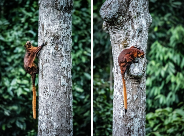 Red giant flying squirrel, RDC Sepilok