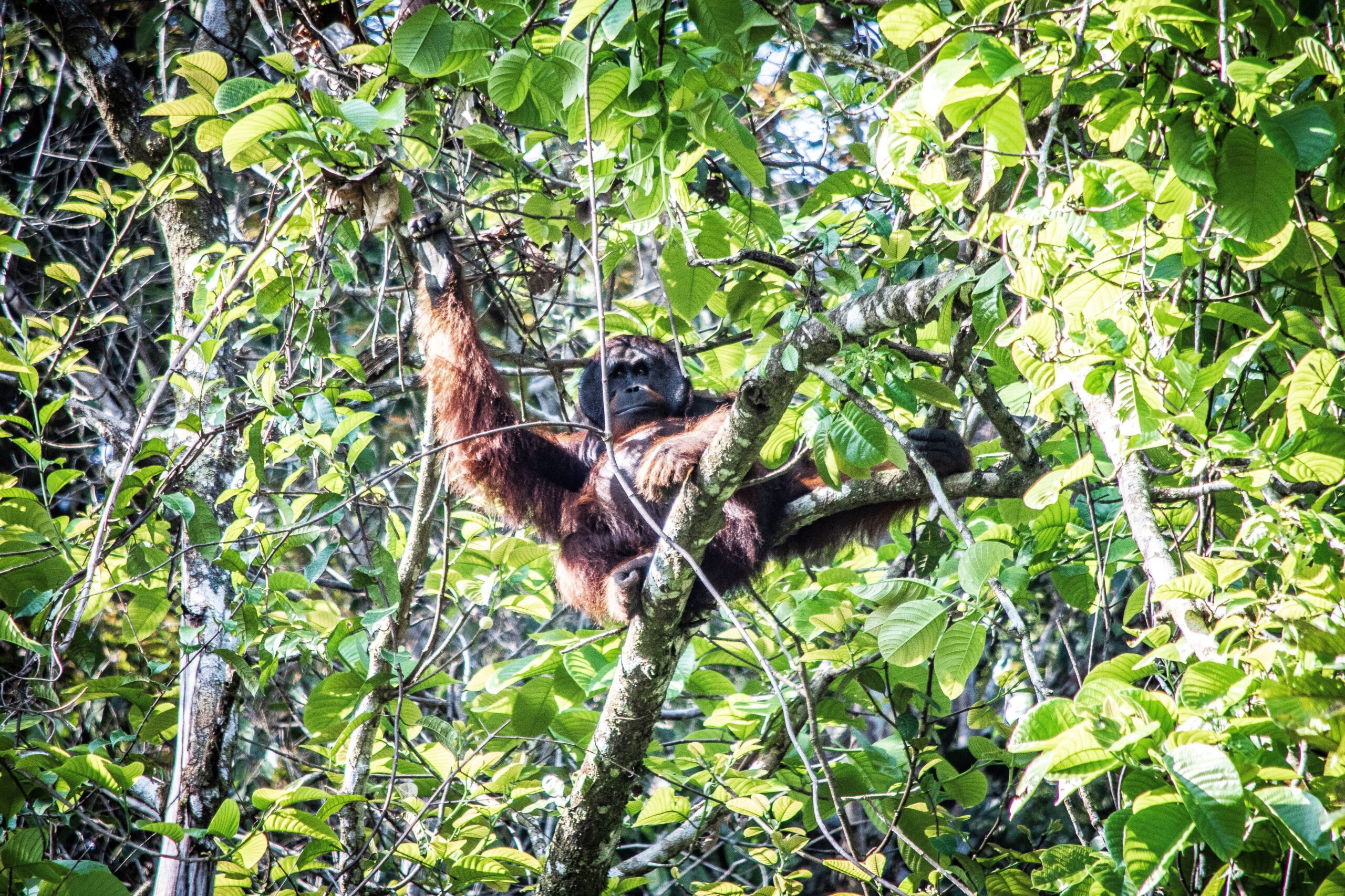 Borneo Wildlife Safaris