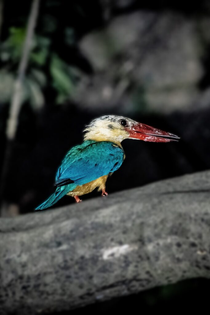 Stork-billed Kingfisher, Kinabatangan River