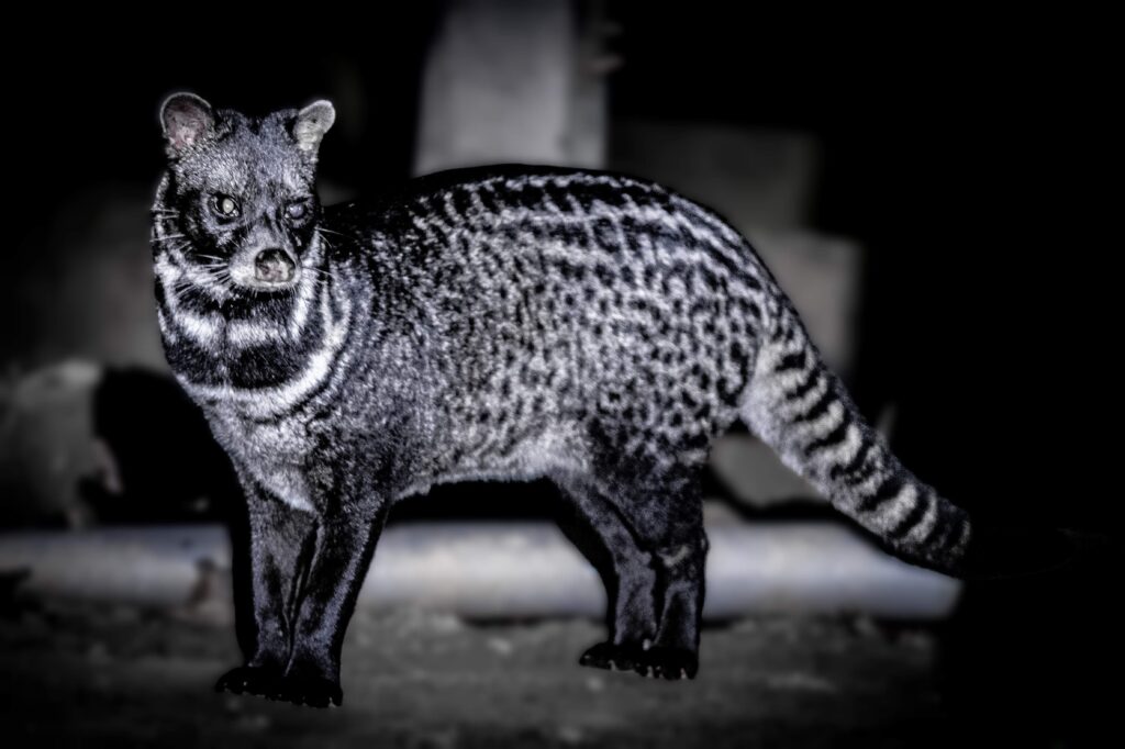 Malay Civet, Kinabatangan River