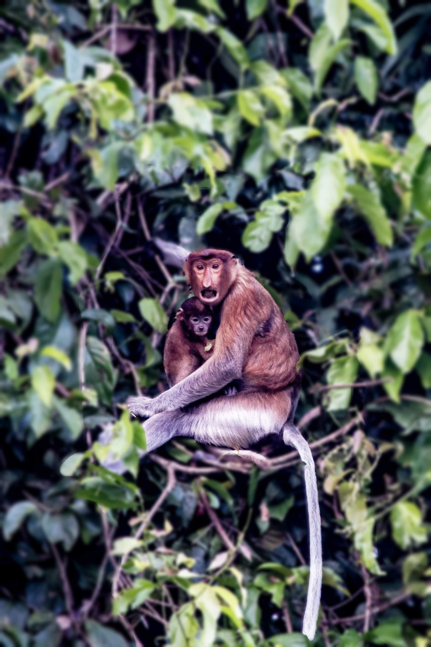Proboscis Monkeys, Kinabatangan River