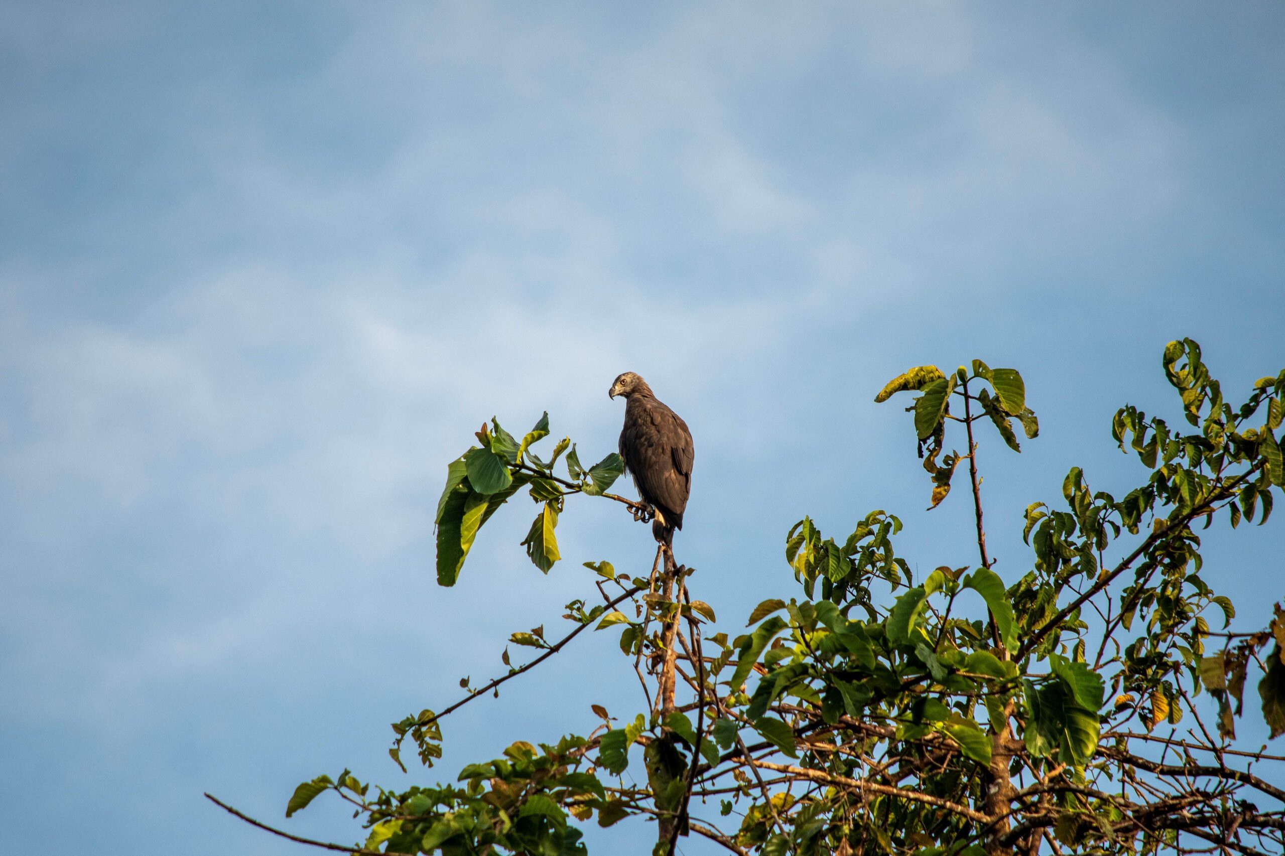 Lesser Fish Eagle, Kinabatangan River