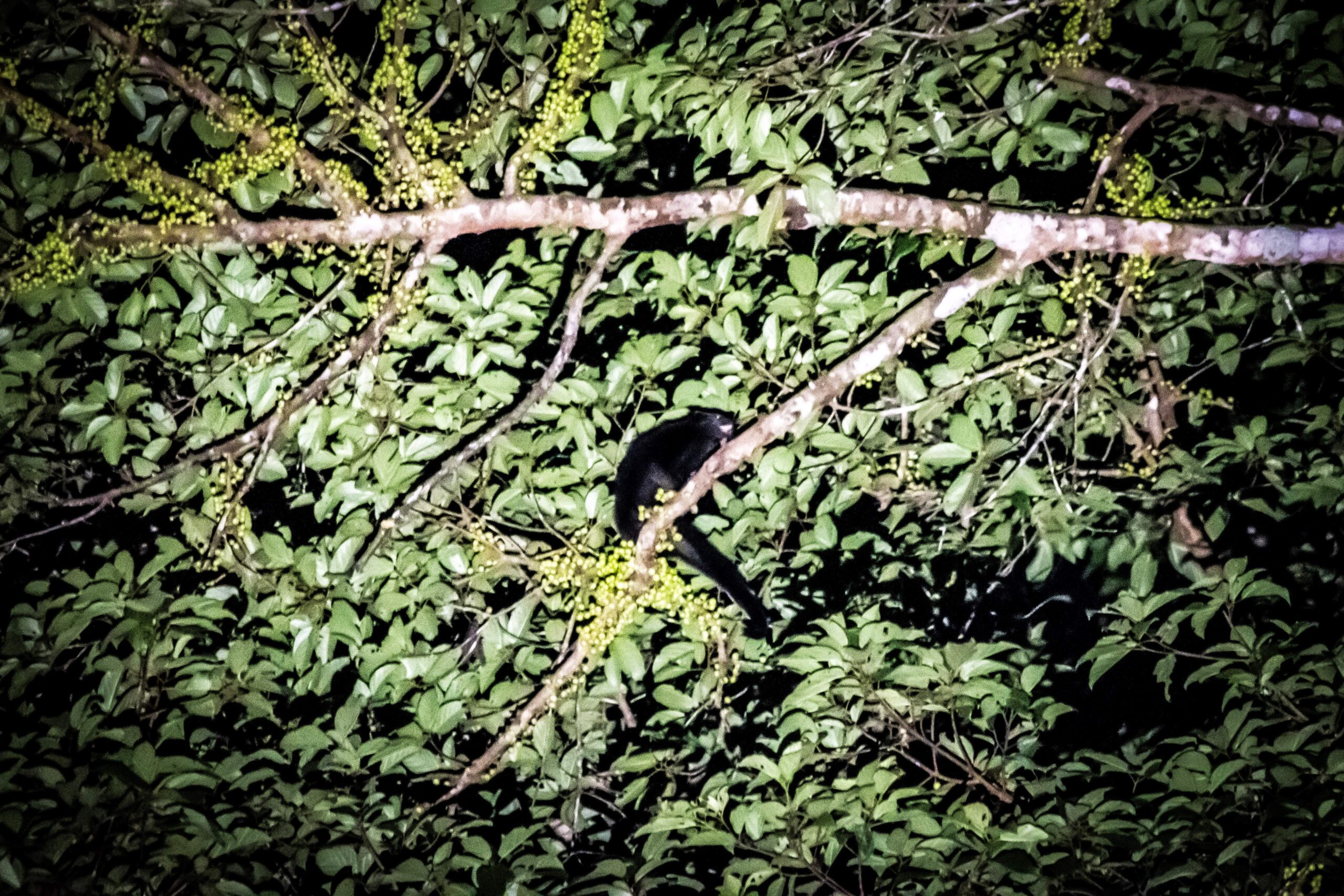 Binturong, Deramakot Forest Reserve